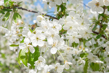 Branches of a blossoming cherry