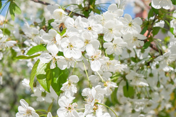 Obraz na płótnie Canvas Branches of a blossoming cherry