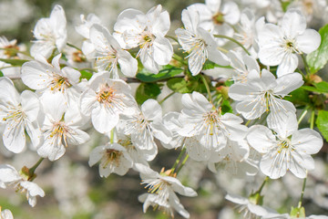 Branches of a blossoming cherry
