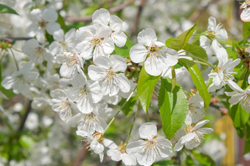 Branches of a blossoming cherry
