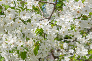Branches of a blossoming cherry