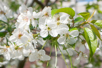 Branches of a blossoming cherry