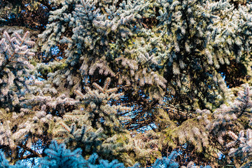 Fototapeta na wymiar The natural backdrop of the blue spruce, with thin and soft with needles and brown cones, coniferous forest landscape closeup