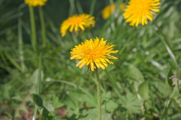 Yellow dandelions bloom