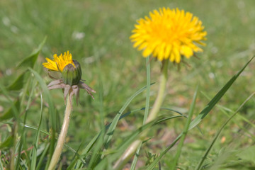 Yellow dandelions bloom