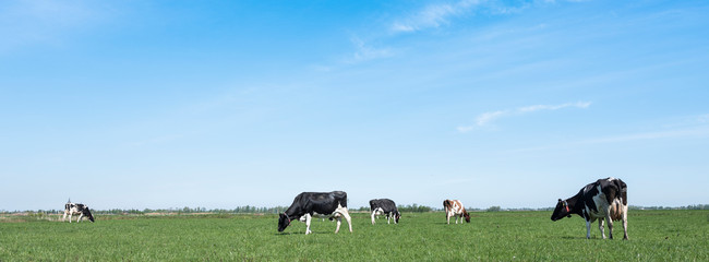 spotted cows in green meadow under blue sky in holland