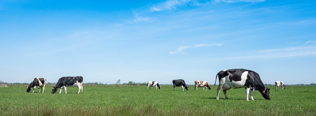 spotted cows in green meadow under blue sky in holland © ahavelaar