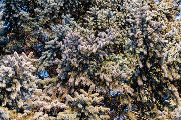 The natural backdrop of the blue spruce, with thin and soft with needles and brown cones, coniferous forest landscape closeup