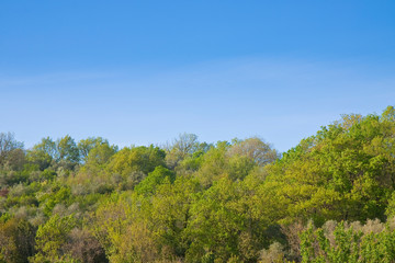 Green trees in springtime against a blue sky - concept image with copy space