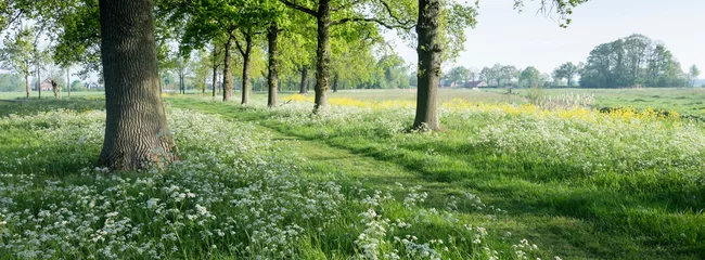 Fototapete Pistache Park von Schloss De Haar in der Nähe von Utrecht in Holland mit Frühlingsblumen