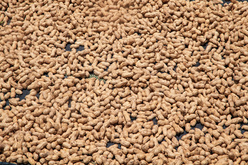 Collection and drying of peanuts in Vietnam, background from peanuts