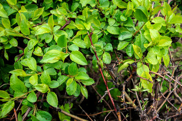 Natural background from green leaves of a bush and drops of rain or dew.