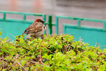 Spring Sparrow. Eurasian tree sparrow (Passer montanus) sitting on a branch with young green foliage