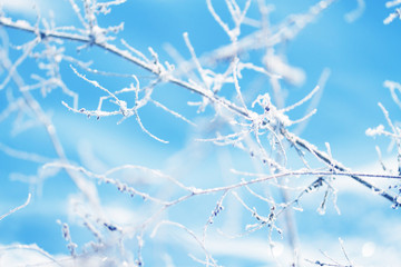 frozen plants in winter