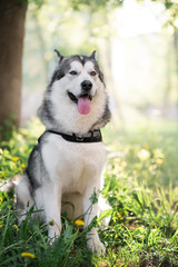 dog husky malamute outdoors