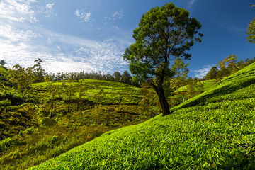 Tea plantations at sunny day