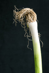 dry green Leek with roots on dark background view