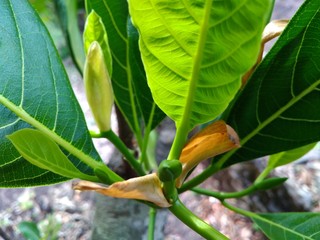 bird of paradise in the jungle