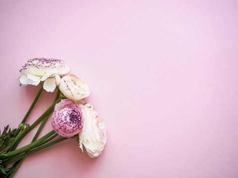 Rosa und pinke Ranunkeln auf einem rosa Tisch, Draufsicht, Frühling