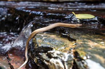 legless lizard fighting against water current in west australia