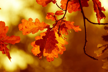 Naklejka na ściany i meble Autumn golden leaves