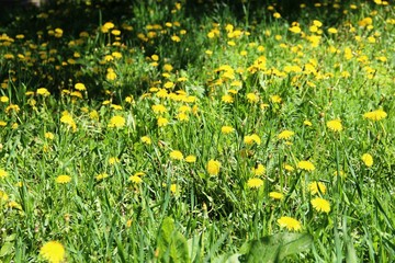 many yellow dandelions, floral background. bright yellow dandelions on the green lawn.