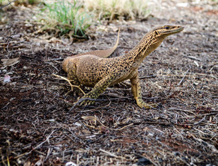monitor lizard near nallan gas station and stay