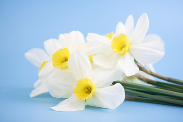 Fototapeta na wymiar Fresh white daffodils isolated on a blue background. Bouquet of daffodils. Spring flowers. Banner. Copy space