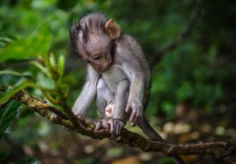 Naklejka na ściany i meble little cute monkey in monkey forest bali