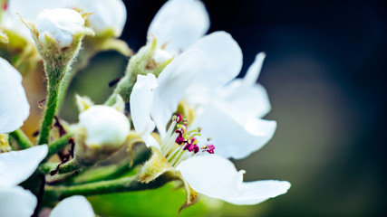 white pear blossom