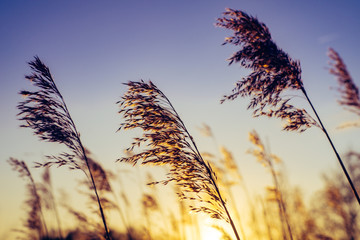 sunset in the field