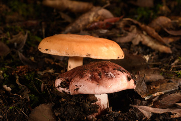Hygrophorus russula in front of a yellow mushroom, Mediterranean forest - obrazy, fototapety, plakaty