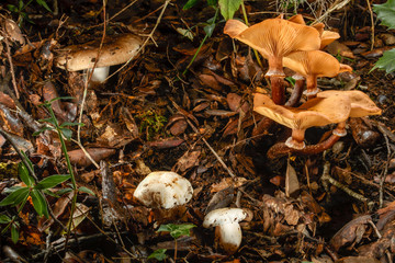 Top view of a group of mushrooms in the autumn in Mediterranean forest.