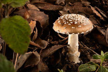 Poisonous mushroom Amanita pantherina in the forest