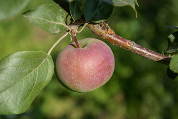 Red ripe apple on a branch against the background of green foliage.