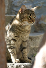 Getiegerte Katze, sitzend auf einer Mauer