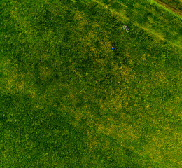 zielona trawa łąka Kitowa, mlecze, 