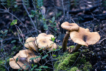 Top view of group of mushrooms in the autumn Mediterranean forest.