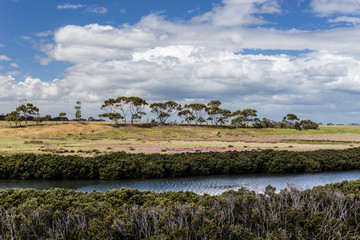 White mangroves along Hovells Creek (Avalon, Australia) with blooming pigface at the salt marsh and eucalyptus trees in the background.