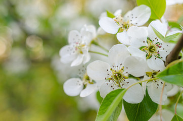 Beautiful delicate white flowers of wild pear.