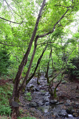 Creek in the forest - Gria Vathra, Therma, Samothraki, Greece