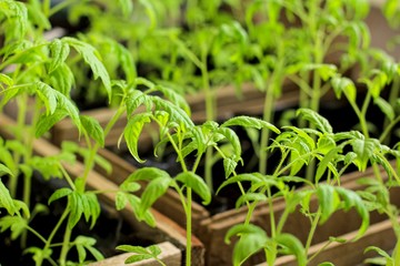 Young seedling of tomatoes in a wooden garden boxes. Concept of the agricultural, planting season, harvest due to the coronavirus pandemic, covid-19. Close up.