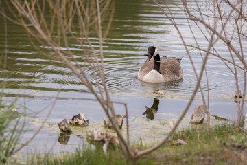 A male Canadian Goose hissing in effort to protect his nearby mate that is nesting. Canadian Geese usually find a mate and remain monogamous for life.