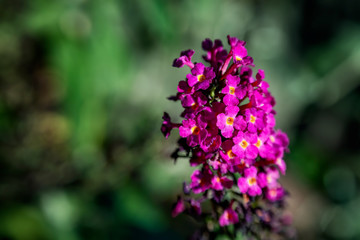 Obraz premium Buddleia flower 