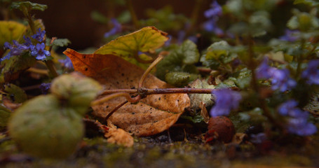 autumn leaves on the the ground