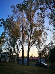 Poplars in the evening light