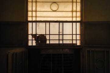 Cat through a Window Silhouette in Landscape