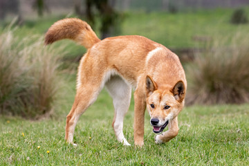 Australian Dingo (the worlds smartest canine)