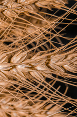 Ears of Wheat, rye, millet pshenici assembled in bouquet