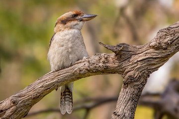 Laughing Kookaburra (Dacelo novaeguineae)